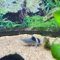 熱帯魚　コリドラス　コルレア