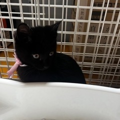 募集終了　生後４ヶ月　可愛い黒猫です　男の子 - 猫