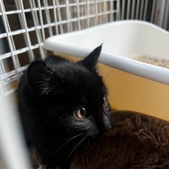 募集終了　生後４ヶ月　可愛い黒猫です　男の子 − 福岡県