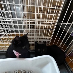 募集終了　生後４ヶ月　可愛い黒猫です　男の子 - 糸島市