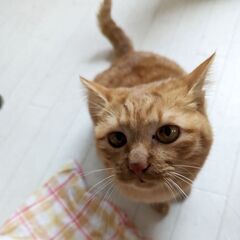 ♡ベビちゃんみたいな茶トラの女の子♡ − 沖縄県