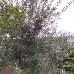 大きく成長したオリーブの木。シンボルツリーにピッタリです。