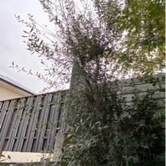 大きく成長したオリーブの木。シンボルツリーにピッタリです。