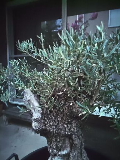 とってもお安くいたしました。雪国でも地植えで強力にぐんぐん育ちます。スペイン産のカッコいいオリーブの古木　運び出しそして移動を極力協力いたします。オリーブ古木樹齢150年以上