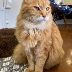 ライオンみたいな立髪がカッコいい雄猫フサエ − 兵庫県