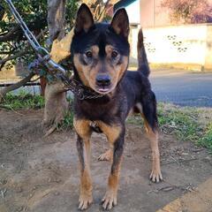 熊野　紀州犬　オス