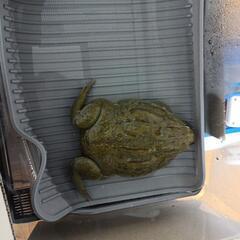 引き取り限定 アフリカウシガエル アフウシ 直接渡し限定 ペット 引き取り限定 アフリカウシガエル アフウシ 直接渡し限定 ペット