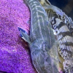 ギニアラプラ50UP‼️値下げしました‼️