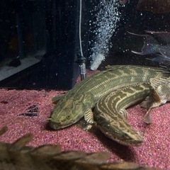 ギニアラプラ50UP‼️値下げしました‼️