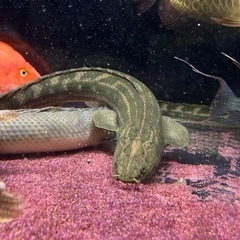 ギニアラプラ50UP‼️値下げしました‼️