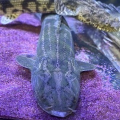 ギニアラプラ50UP‼️値下げしました‼️