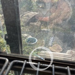 アルミ　ガラス温室　カトレアⅡ