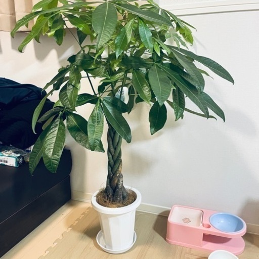 【編み込み】パキラ ねじり 高さ約110cm 観葉植物 おしゃれ