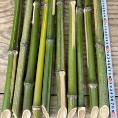 【150cm】農業・園芸用 竹支柱