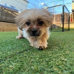 【飼い主様決まりました】シーズー×ポメラニアンの男の子✨