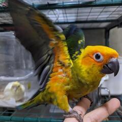 コガネメキシコインコ男の子