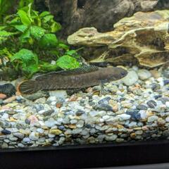 ブルーレインボースネークヘッド(ワイルド)3匹