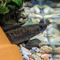 ブルーレインボースネークヘッド(ワイルド)3匹