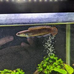 ブルーレインボースネークヘッド(ワイルド)3匹