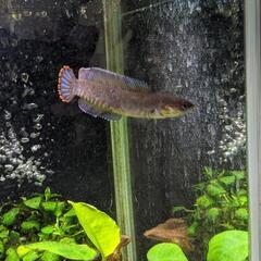 ブルーレインボースネークヘッド(ワイルド)3匹