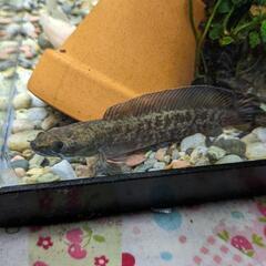 ブルーレインボースネークヘッド(ワイルド)3匹