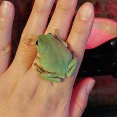 シュレーゲルアオガエル🐸メス①匹とオス②匹🐸