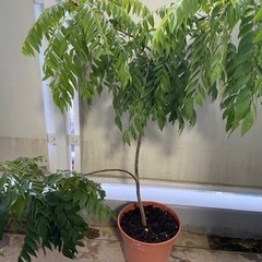 カレーリーフ　鉢植え