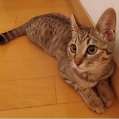 キジトラの猫ちゃん − 香川県