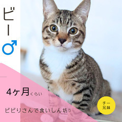 第５回【大刀洗町⌘猫譲渡会】「1/21(日) 10:30〜14:...