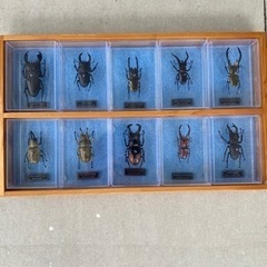 🐞昆虫シリーズ【10個、美品】値下げ