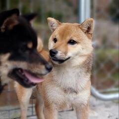 豆柴 子犬 🐕️ご家族募集中です❗