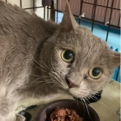 🌸🐈グレーの女の子ももちゃん🐈🌸 − 大分県