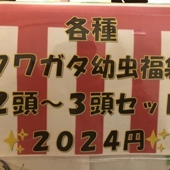 各種幼虫2024円均一　（無人販売）ツヤちゃんのクワガタ（道の駅...