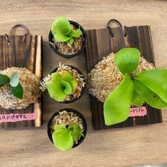 観葉植物　ビカクシダ　Bセット