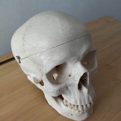 人体模型　頭蓋骨