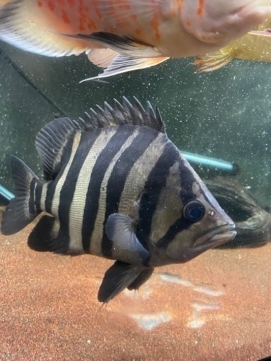ダトニオプラスワン、スマトラ熱帯魚、大型魚