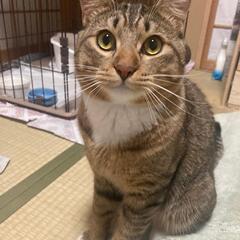 決まりました！【保護猫の里親募集】カフカくん　キジ白オス8ヶ月の画像