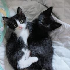 決まりました🐈兄弟オス4ヶ月　2匹一緒で😺 - 猫