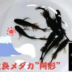 【厳選若魚】阿形メダカ‼️名古屋改良メダカ直売所！♢信頼と実績♢