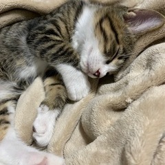 素敵なご家族に迎えていただけました♡人も猫も大好きな仲良し兄妹☆マオ君 - 市原市