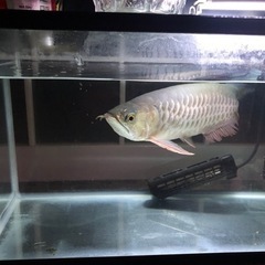 高背金龍アロワナ35センチ　最終値下げ!!