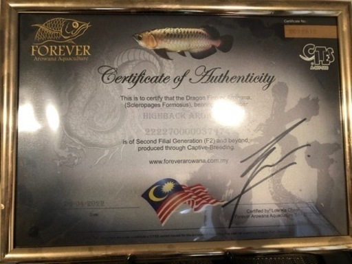 高背金龍アロワナ35センチ　最終値下げ!! 高背金龍アロワナ35センチ 最終値下げ!!