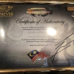 高背金龍アロワナ35センチ　最終値下げ!!