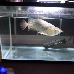 大型魚アロワナ　最終値下げ 高背金龍アロワナ35センチ 最終値下げ!!