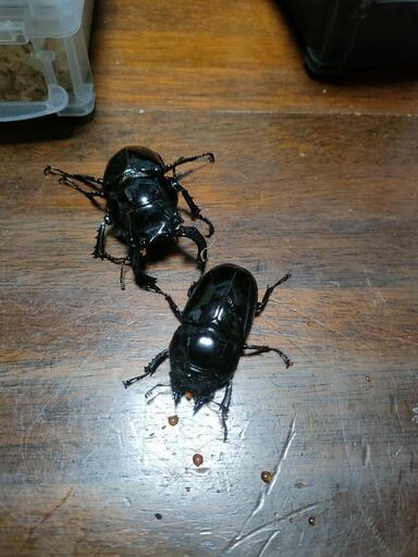 セール！タランドゥスオオツヤクワガタ