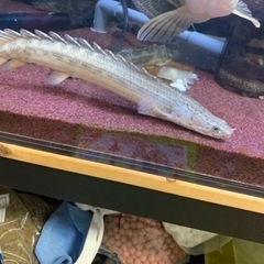 ポリプテルス 3匹セット 引き取り
