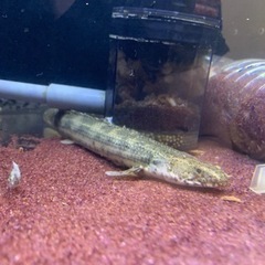 ポリプテルス 3匹セット 引き取り