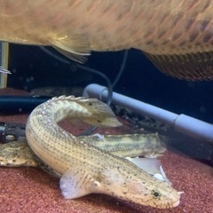 ポリプテルス 3匹セット 引き取り