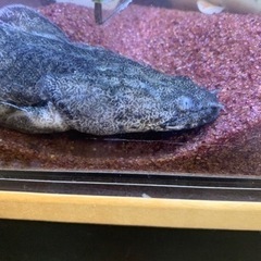 ポリプテルス 3匹セット 引き取り