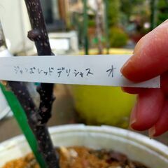 【ネット決済】鉢に入っています　キウイの花が咲きました